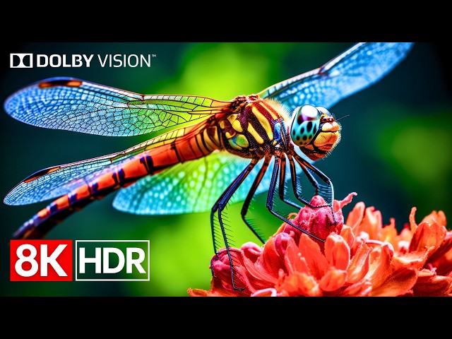 Visual Perfection in 8K HDR Dolby Vision (8K 60fps Video)