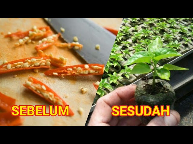 Only 2 Days All Chili with Media Planting Debt and Cocopeat Shirts