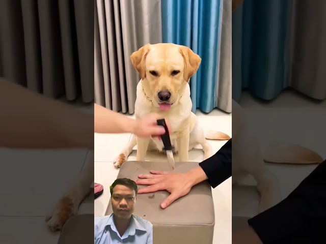 #dog #labrador #puppy #pets #funny #animals #babymonkey #cute #fruit #mongkey