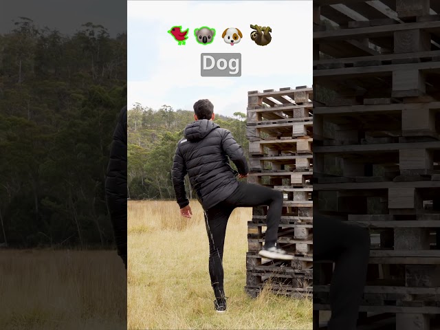 If animals glitched IRL