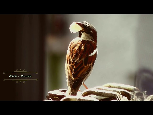 Oszir - Course (Music)