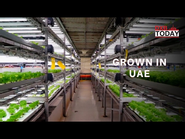 Inside the UAE’s Local Farming Movement