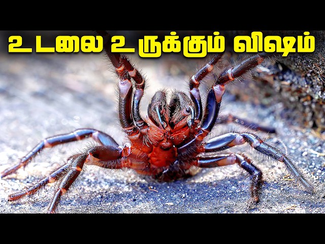 கொடிய விஷம் நிறைந்த 5 சிலந்திகள் - Venomous spiders