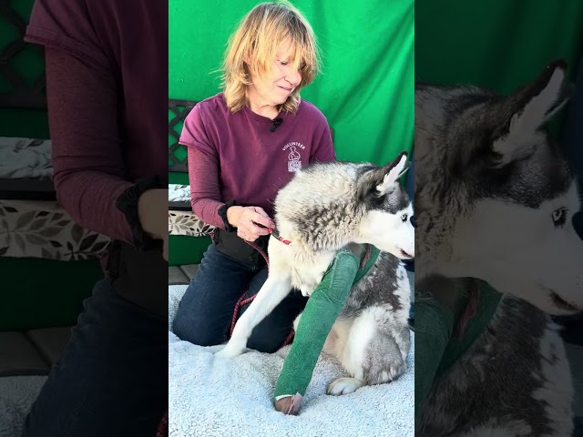 NEW and 72 HOURS! A5604774 Farrah | Siberian Husky