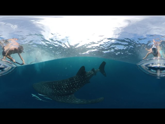 Konrado Dzi - NOSY IRANJA   SHARK VR360. 4K