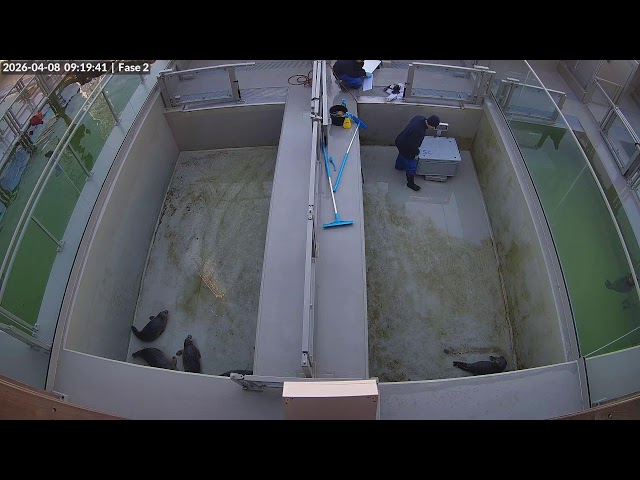 Seals live | Phase 2 @ WEC Lauwersoog, Netherlands (Stichting Zeehondencentrum Pieterburen)