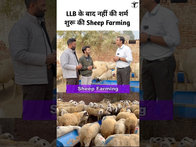 Sheep Farming Business Model #sheepfarming