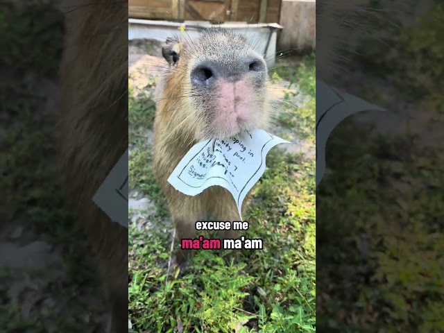Capy Evicted 😡 (the note is edible)