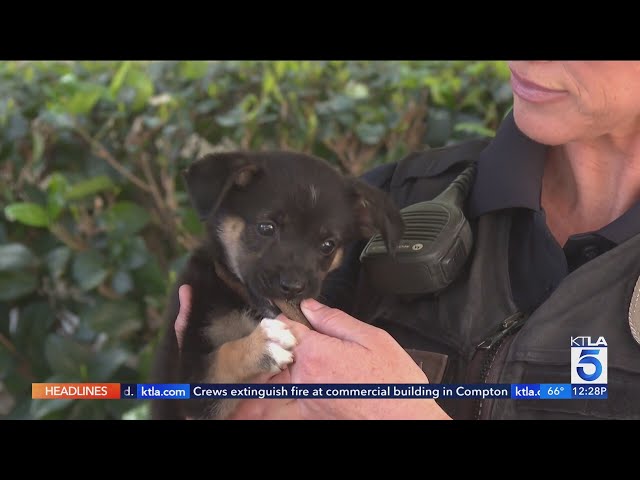 Puppy abandoned in SoCal 'coyote country' may soon be looking for forever home