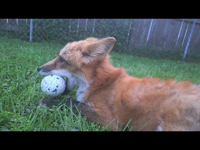 Just a Fox and His Ball