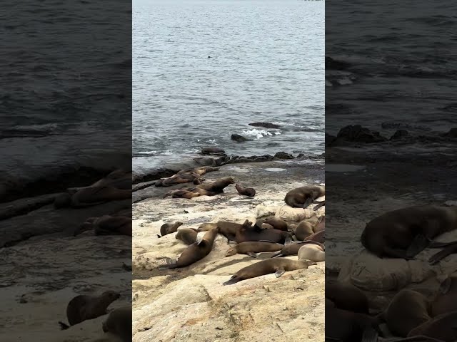 Marine Life 🦭🐤🐦Please give them a space for rest해양생물🦭🐤🐦모두에게 안전하게 쉴수 있는 공간을 주세요!