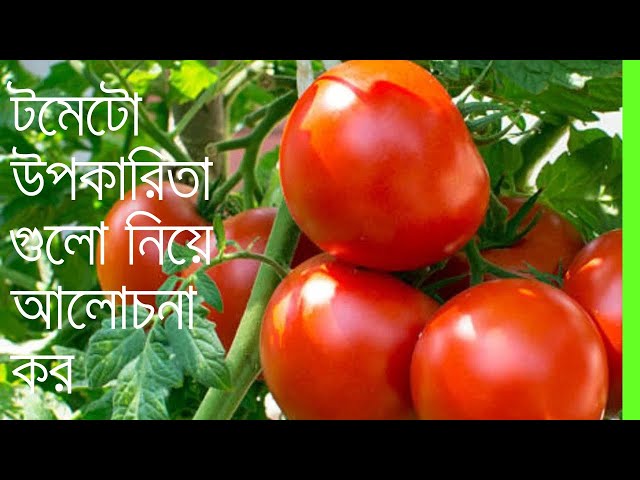 টমেটো উপকারিতা গুলো নিয়ে আলোচনা কর Discuss the benefits of tomatoes