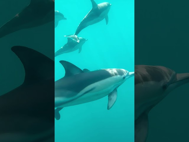 Delfiinien kanssa uimassa Adelaidessa, Australiassa 🥹 #matkailu #reppureissu #soolomatkailu
