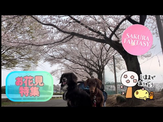 【狆とミニチュアダックスのMIX犬&保護猫】満開の桜に感謝した日