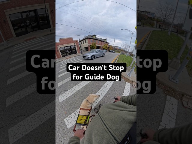 Guide Dog Prevents Handler from Walking in Front of Car! #guidedog #guidedogs #dog #dogs #labrador