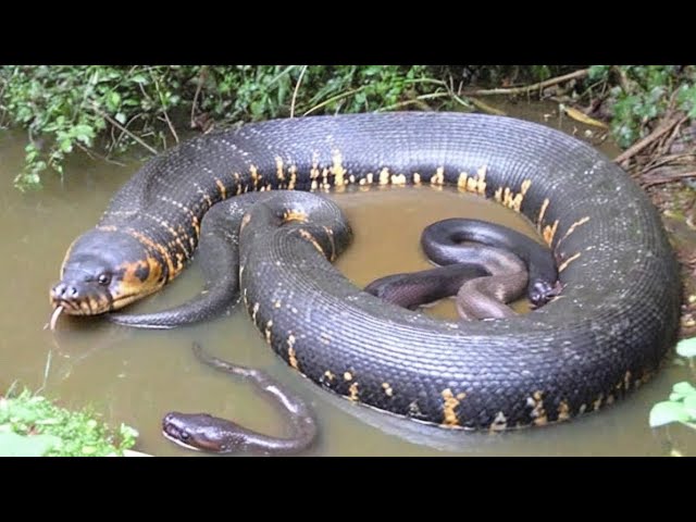 Hidden Giants of the Wetlands