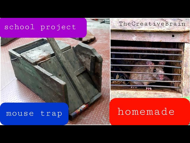 Mouse trap #homemade #schoolproject #easytomake