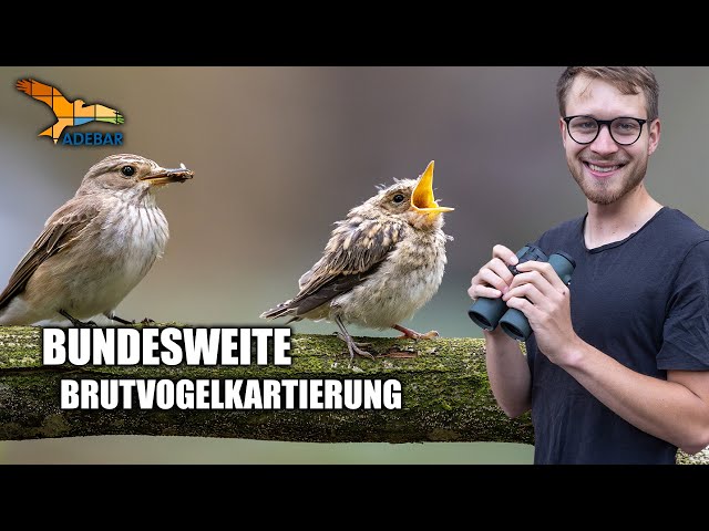 ADEBAR 2 - What you should know!