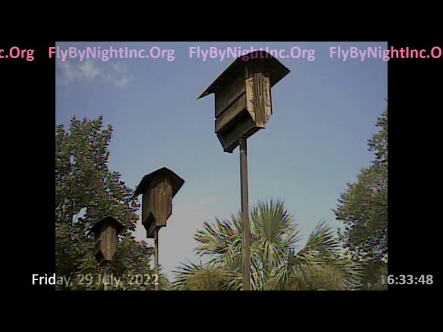 FBN Live BatHouseCam