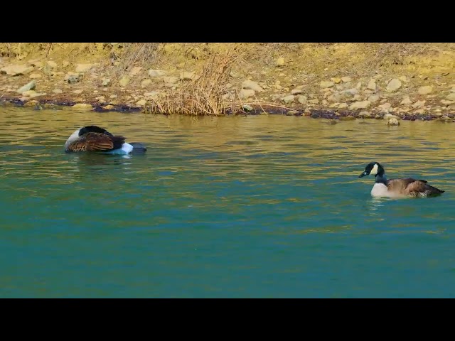 Canada Geese Sommersaults! Blendon Woods Metro Park