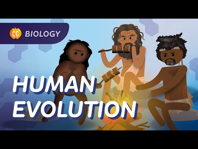 Human Evolution: We Didn't Evolve From Chimps: Crash Course Biology #19