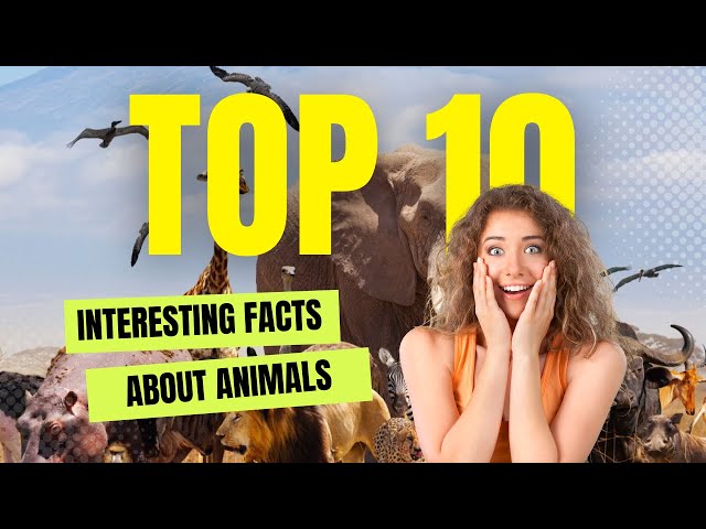 Top 10 Fascinating Facts About Animals || The Eagle