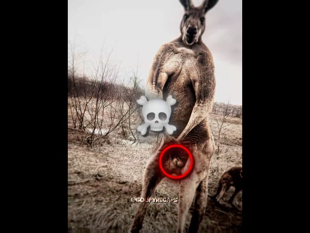 Speed Shocked About Male Kangaroos💀#ishowspeed #kangaroo #edit