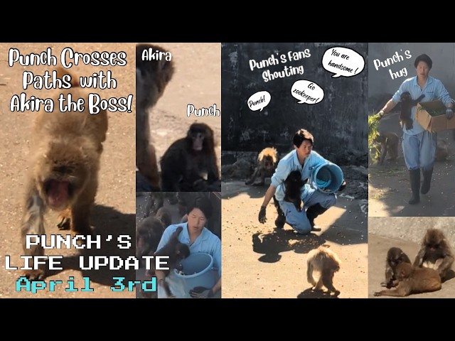 🐒April 3rd |Punch’s Unexpected Encounter with Akira the Boss 🙉UPDATE