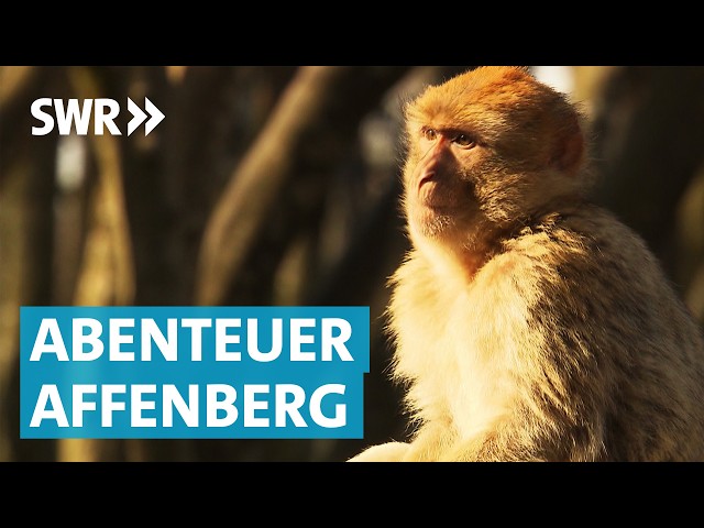 Affenfrühstück & Storchenbaby-Countdown: Ein Morgen auf dem Affenberg Salem