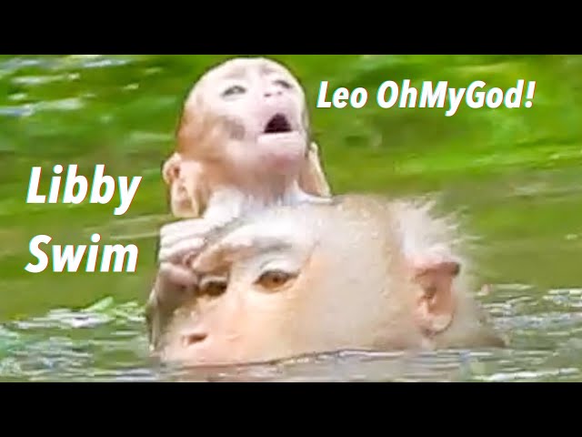 OhGod! Very Pitiful Baby Monkey Leo Almost Drown By Mom Libby Swimming Careless In Water
