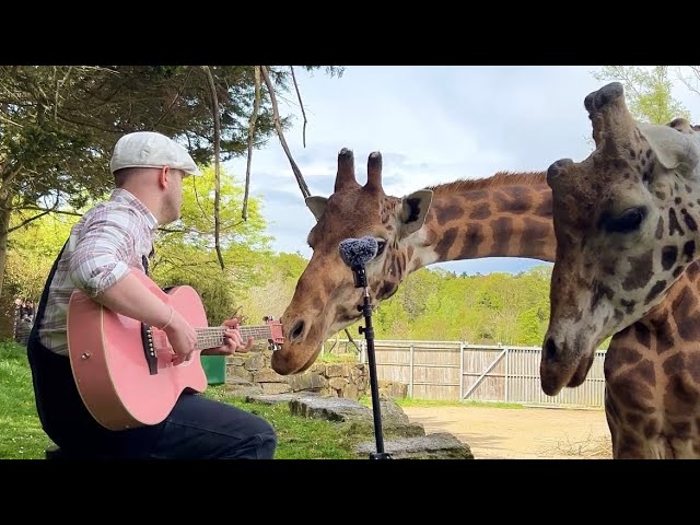 Singing for Animals compilation 