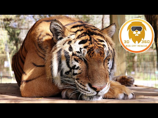 Tranquility with a tiger in 3D 180VR