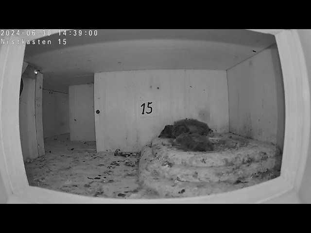 Livestream von Mauersegler Stuttgart