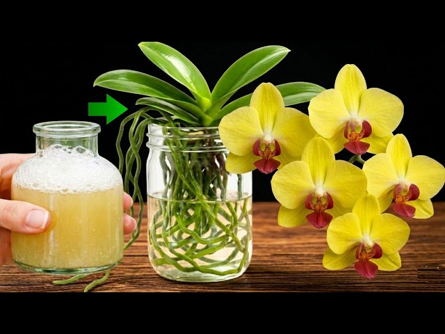 👉 Stop Feeding Orchids Wrong! Semi Hydro Secret That Grows Roots Fast