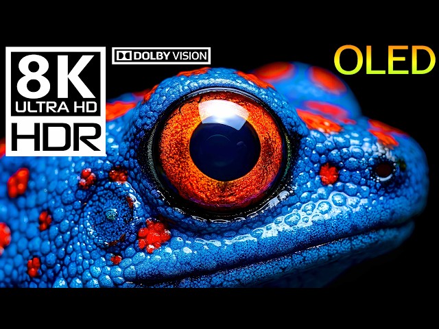 OLED BLACK LEVEL TEST: Wild Animal Wonders 8K HDR 120FPS