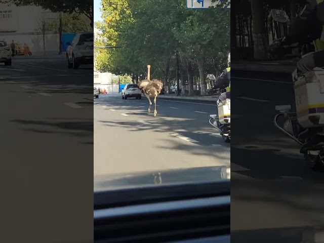 Ostrich taking a citywalk#animals