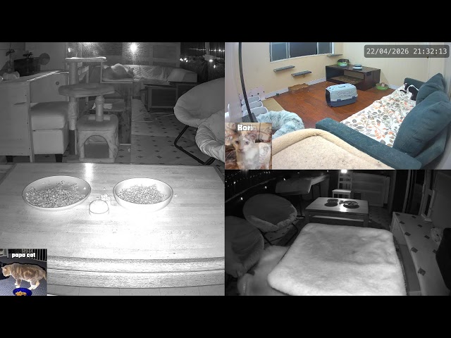 Cat Live Stream - Hungry Cat Station