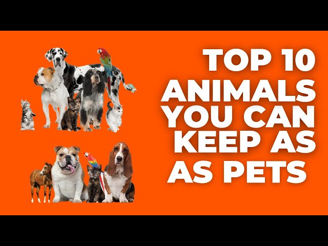 Top 10 animals you can keep as pets