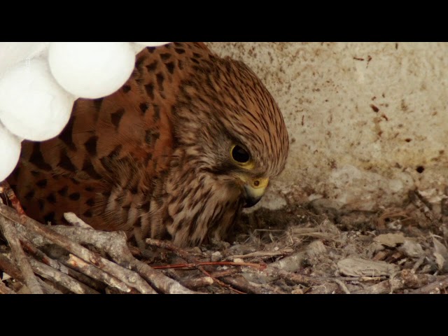 Turmfalken - Unsichtbare Nachbarn – Doku HD