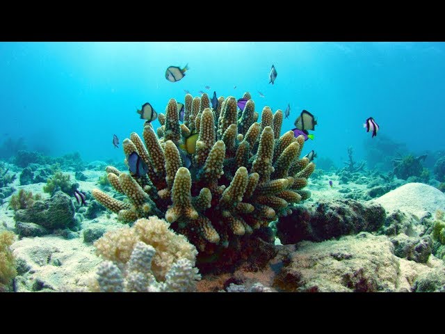 What Exactly Is Coral?