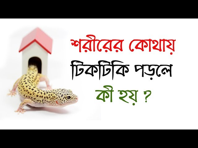 জানুন কখন কোথায় টিকটিকি দেখলে এবং শরীরের উপর টিকটিকি পড়লে কী হয় !