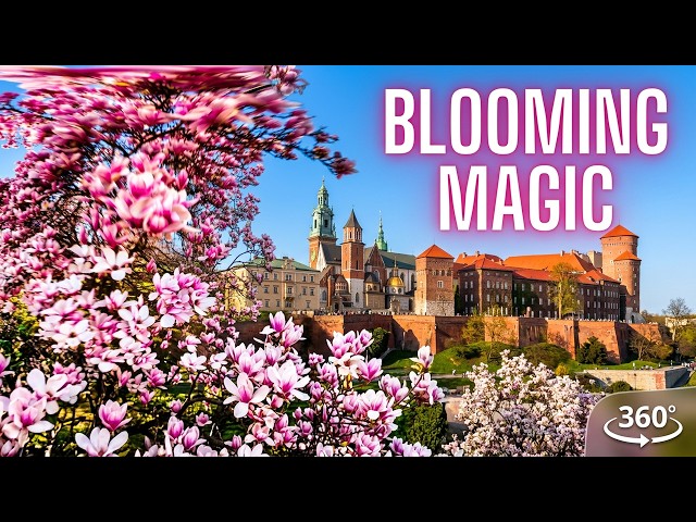 360° Blooming Magnolias at Wawel Kraków | Magical Spring Walk in Poland 4K Immersive