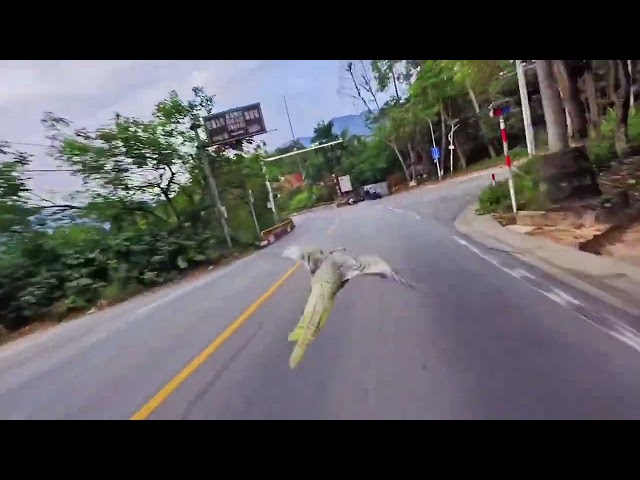 "walk" a pet bird#pets