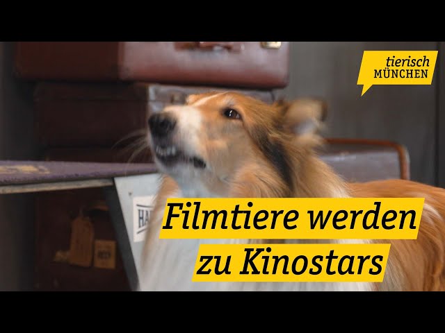 Tierisch München: wie Filmtiere zu Kinostars ausgebildet werden