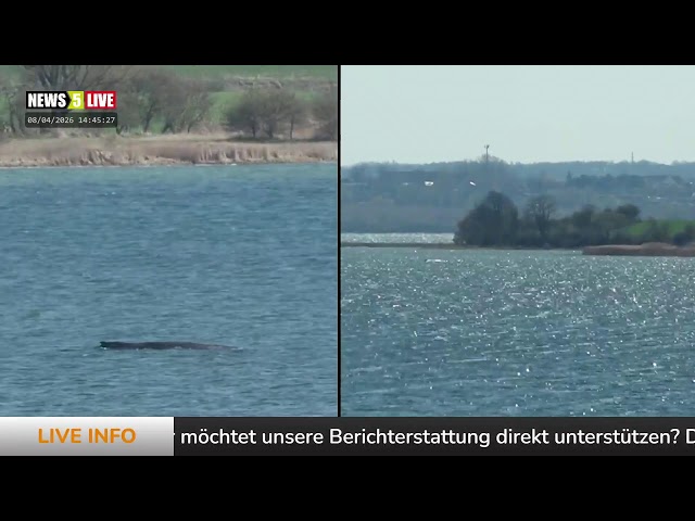 Aufzeichnung: Buckelwal "Hope" vor der Insel Poel - Tag 17 -