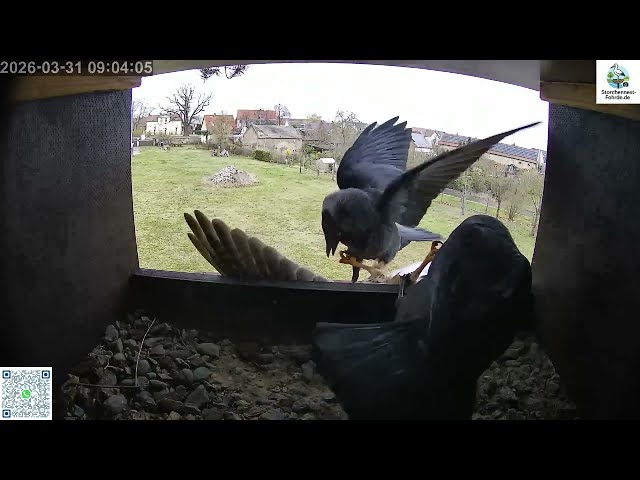 Dohlen vs. Turmfalken - Turmfalken Fohrde - 31.03.2026