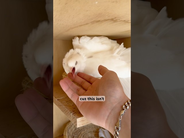 There’s something wrong with this pigeon… #bird #pigeon