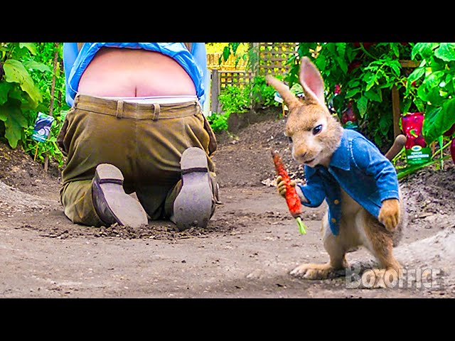 Toutes les meilleures scènes de PIERRE LAPIN ⚡ 4K