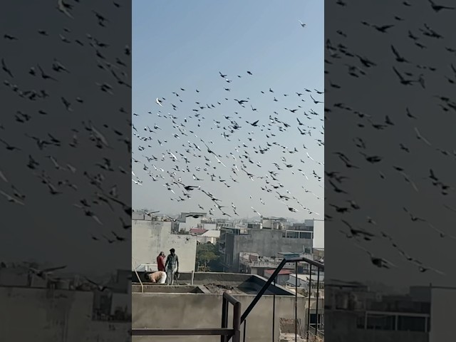 #kabootarbazi #kabootar #birds #shortfeed #shorts #short #youtubeshorts #viral