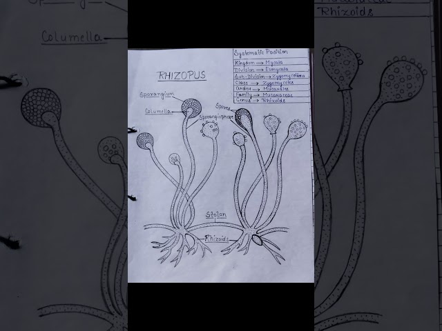 rhizopus diagram (fungi)  | bsc 2nd semester | botany 2nd semester #botany #fungi